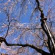 天龍寺の桜14