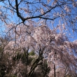 天龍寺の桜16