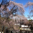 天龍寺の桜21