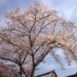 天龍寺の桜30