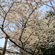 平安神宮の桜2
