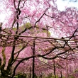 平安神宮の桜6