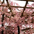 平安神宮の桜10
