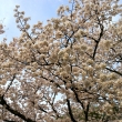 平安神宮の桜14