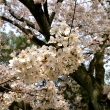 平安神宮の桜15