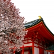 平安神宮の桜17