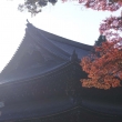 京都市の紅葉（泉涌寺）
