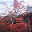 京都市の紅葉（智積院）