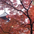 京都市の紅葉（真如堂）