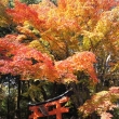 京都市の紅葉（竹中稲荷神社）