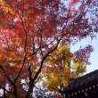 京都市の紅葉（松ヶ崎大黒天）