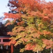 京都市の紅葉（大田神社）