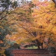 京都市の紅葉（山科疏水付近）