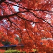 京都市の紅葉（京都御苑）