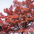 京都市の紅葉（上品蓮台寺）