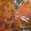 京都市の紅葉（竜安寺）