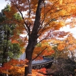 京都市の紅葉（仁和寺）