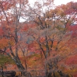 京都市の紅葉（宝厳院）