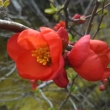 天龍寺の木瓜の花
