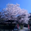 大豊神社前 桜