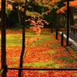 紅葉の高桐院庭園