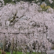 毘沙門堂の枝垂れ桜