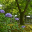 紫陽花と東福寺