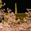 河津桜と黄金の塔（東寺・五重塔）
