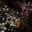 二条城　桜のライトアップ