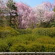 龍安寺垣と桜