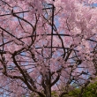 桜の空