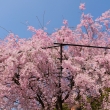 桜色の雲のよう