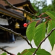 北野桜のサクランボ