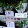 祇園祭　檜扇