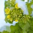 雪の伏見寒咲花菜