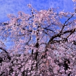 華麗な枝垂れ桜