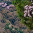 嵐山　桜満開