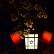 暗夜の桜灯籠