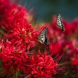 彼岸花と蝶
