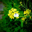 菜の花とモンシロチョウ