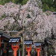 平野神社・雨の桜