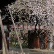 京都・平野神社　門前桜