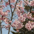 長岡天満宮　満開の陽光の桜１