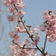 長岡天満宮　満開の陽光の桜２