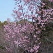 長岡天満宮　満開の陽光の桜３