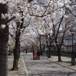 祇園白川　桜並木4