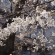 祇園白川　桜の花と蕾