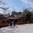 祇園白川　桜7