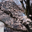 祇園白川　桜8