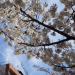 祇園白川　青空と桜